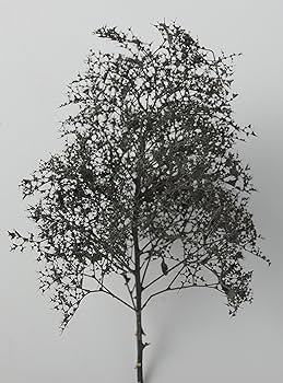 (未使用･未開封品)　ウッドランド ・ シーニックス×KATO 天然素材樹木 黒染め 24-368 鉄道模型用品 6k88evb 61ud77xJcDL._AC_UL210_SR210,